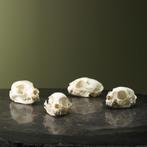 Kat Schedel Taxidermie Opgezette Dieren By Max