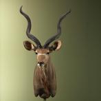Koedoe Taxidermie Opgezette Dieren By Max, Ophalen of Verzenden, Nieuw, Wild dier, Opgezet dier