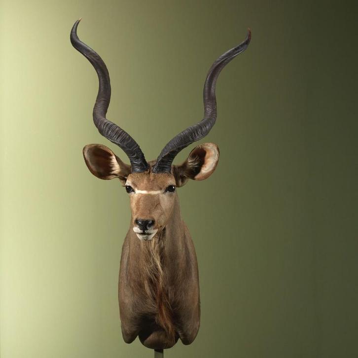 Koedoe Taxidermie Opgezette Dieren By Max, Verzamelen, Dierenverzamelingen, Opgezet dier, Nieuw, Wild dier, Ophalen of Verzenden