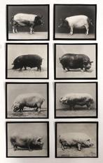 Anonymous - Group of (8) portraits of pigs, Antiek en Kunst, Kunst | Tekeningen en Fotografie