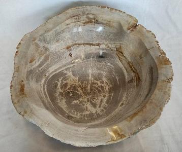 Bois fossile - Bois fossilisé - Dipterocarpus sp. - 12.5 cm