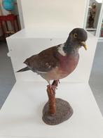 Pigeon ramier Support de corps entier pour taxidermie -, Nieuw