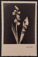 Fleurs - Noir & Blanc et autres monochromes - Album de, Gelopen