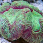 Trachyphyllia Geoffroyi M (Ong. 5-7 cm), Dieren en Toebehoren, Vissen | Aquariumvissen