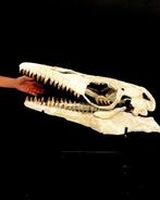 Mosasaurus - Fossiele schedel - Mosasaurus sp. - 45 cm - 63