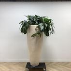 Tweedehands Plantenbak met kamerplant, hoogte 188 cm, Huis en Inrichting, Kamerplanten