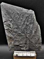 Fougère - Plante fossilisée - Alethopteris lonchitica