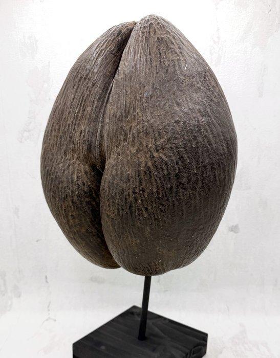 Coco de mer Taxidermie volledige montage - Lodoicea, Verzamelen, Dierenverzamelingen