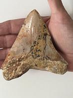 Megalodon tand 11,3 cm - Fossiele tand - Carcharocles, Verzamelen