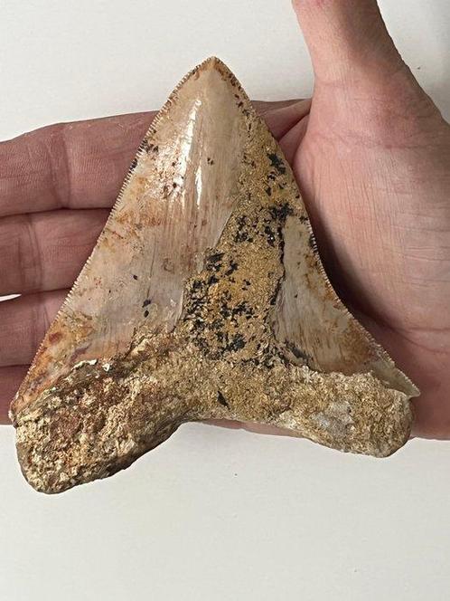Megalodon tand 11,3 cm - Fossiele tand - Carcharocles, Verzamelen, Mineralen en Fossielen