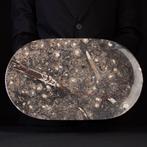Fossielmatrixplak Tray - Ammoniet & Orthoceras - Hoogte: 440