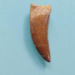 Dinosaurus - Fossiele tand - Carcharodontosaurus sp. - 60 mm