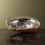 Abalone Schelp Parelmoer Taxidermie Opgezette Dieren By Max, Verzamelen, Ophalen of Verzenden, Nieuw, Wild dier, Opgezet dier