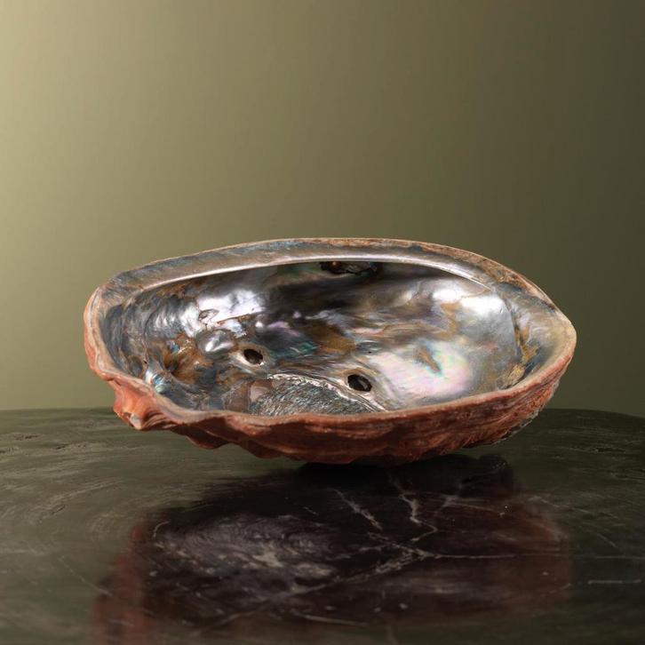 Abalone Schelp Parelmoer Taxidermie Opgezette Dieren By Max, Verzamelen, Dierenverzamelingen, Opgezet dier, Nieuw, Wild dier, Ophalen of Verzenden