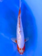 HQ Yuki Asagi van Yamaju  40cm (Japanse Koi), Ophalen of Verzenden