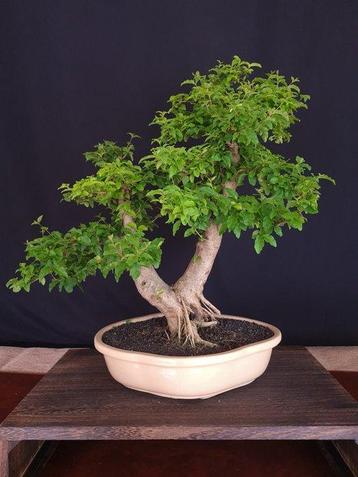 Ligustrum - Verzamelstuk - Hoogte (boom): 50 cm - Diepte
