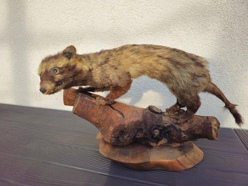 Ginsterkat Taxidermie volledige montage - Genetta genetta -, Verzamelen, Dierenverzamelingen