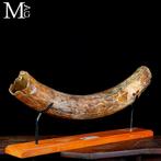 Fossiele slagtand van Mammuthus primigenius - pleistoceen. -, Verzamelen, Mineralen en Fossielen