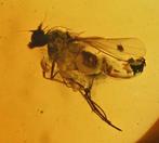 Baltische barnsteen met Dolichopodidae (langpootvlieg) -