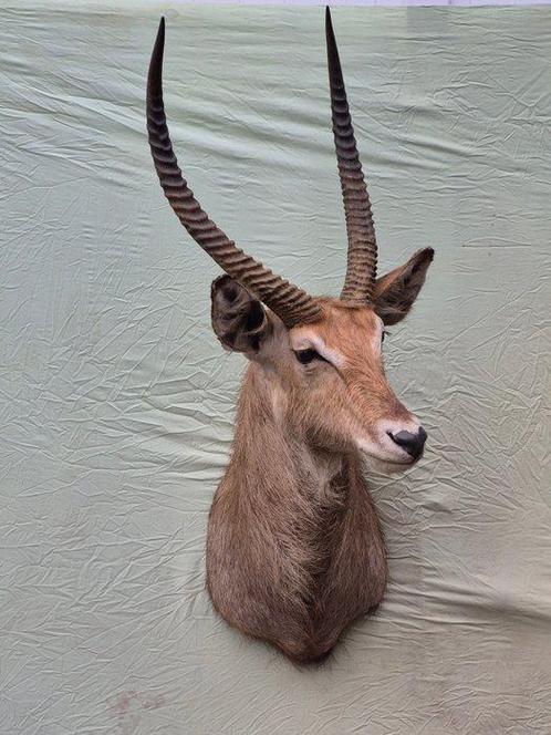 Halvemaanvormige waterbok - Taxidermie wandmontage - Kobus, Verzamelen, Dierenverzamelingen