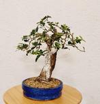 Olijf bonsai (Olea europaea) - Hoogte (boom): 32 cm - Diepte