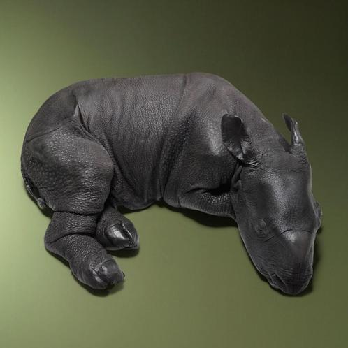 Neushoorn Replica Taxidermie Opgezette Dieren By Max, Verzamelen, Dierenverzamelingen, Opgezet dier, Nieuw, Wild dier, Ophalen of Verzenden
