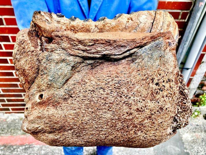 Zoogdier - Fossiele schedel - Mammuthus primigenius, Verzamelen, Mineralen en Fossielen