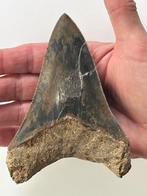 Megalodon tand 12,5 cm - Fossiele tand - Carcharocles, Verzamelen, Mineralen en Fossielen
