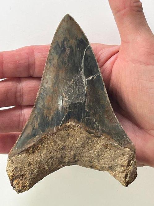 Megalodon tand 12,5 cm - Fossiele tand - Carcharocles, Verzamelen, Mineralen en Fossielen