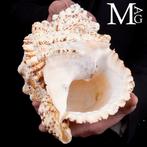 Escargot grenouille géant Coquillage marin - Tutufa Bubo, Collections