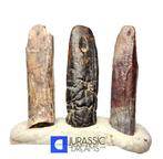 Fossiele tand - Set of 3 Large Nigersaurus taqueti