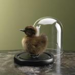 Bruin Eendje in Stolp Taxidermie Opgezette Dieren By Max, Verzamelen, Ophalen of Verzenden, Nieuw, Vogel, Opgezet dier