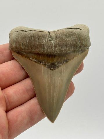 Otodus Chubutensis - Dents fossiles - Otodus Chubutensis -, Collections