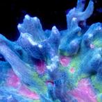 Pectinia Red Center (Red Eye) Frag (Ong. 2-3 cm), Dieren en Toebehoren, Vissen | Aquariumvissen