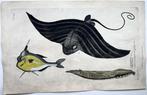 Paul van Somers [Francis Willoughby] - Mantis Ray, Reef Fish