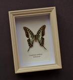 Vlinder Taxidermie volledige montage - Graphium antheus -, Verzamelen, Dierenverzamelingen, Nieuw