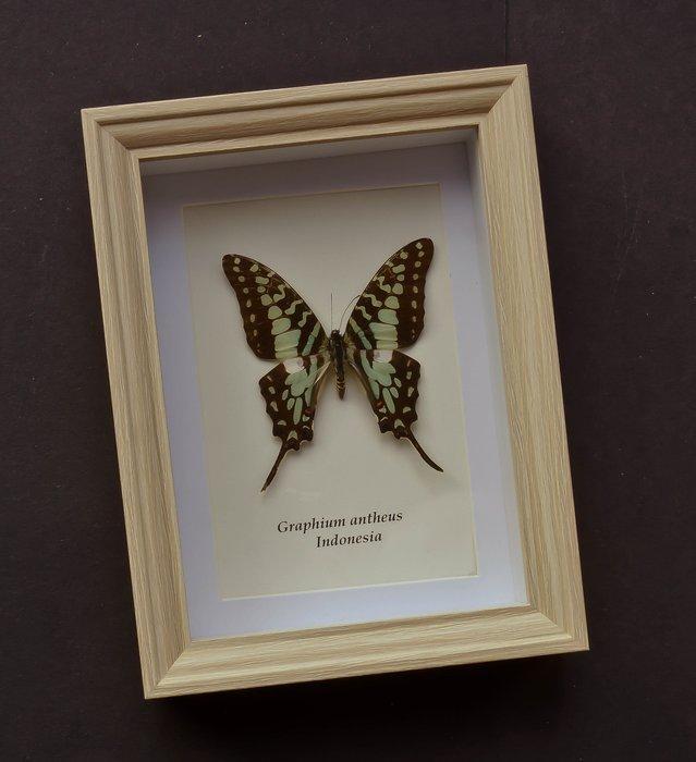 Vlinder Taxidermie volledige montage - Graphium antheus -, Verzamelen, Dierenverzamelingen