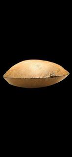 Neolithisch Steen Hache - 15.5 cm (Zonder Minimumprijs)