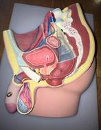 Anatomisch model - Rubber - 1950-1960 - Bekken en penis 1960