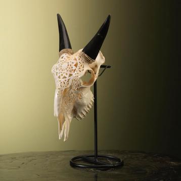 Geit Schedel Taxidermie Opgezette Dieren By Max, Ophalen of Verzenden, Opgezet dier