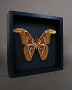 Vlinder Taxidermie volledige montage - Attacus atlas - 25 cm, Verzamelen, Nieuw