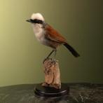 Witkuiflijstergaai Taxidermie Opgezette Dieren By Max, Verzamelen, Ophalen of Verzenden, Nieuw, Vogel, Opgezet dier