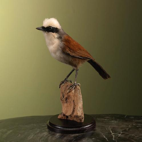 Witkuiflijstergaai Taxidermie Opgezette Dieren By Max, Verzamelen, Dierenverzamelingen, Opgezet dier, Nieuw, Vogel, Ophalen of Verzenden