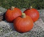 Rabea F1 Hokkaido basiseenheid - basiseenheid Winter squash, Nieuw