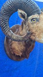 Mouflon Support mural pour taxidermie - Ovis aries musimon -