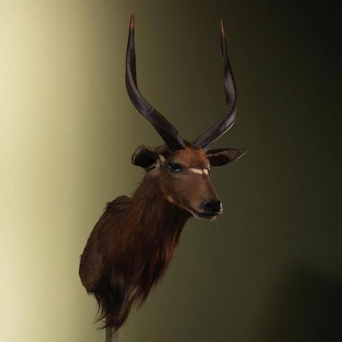 Nyala Taxidermie Opgezette Dieren By Max, Verzamelen, Dierenverzamelingen, Opgezet dier, Nieuw, Wild dier, Ophalen of Verzenden