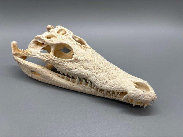Nijlkrokodil Schedel van een reptiel - Crocodylus niloticus, Collections, Collections Animaux
