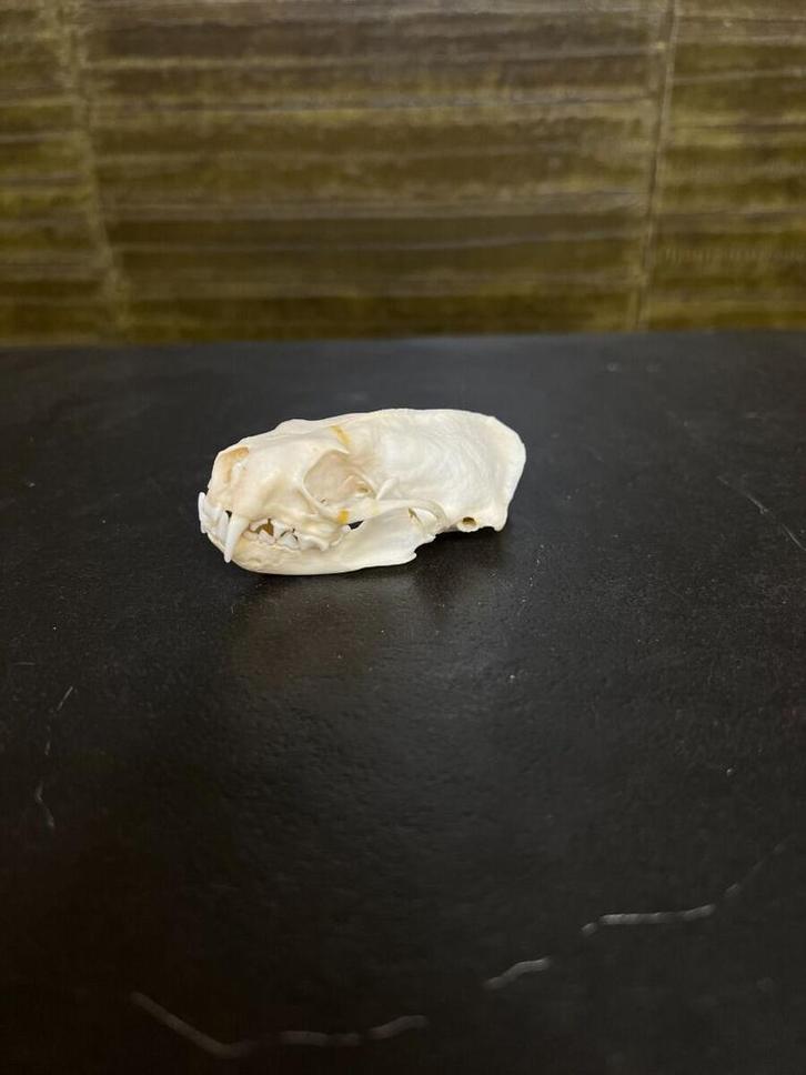 Nerts Schedel Taxidermie Opgezette Dieren By Max, Verzamelen, Dierenverzamelingen, Opgezet dier, Nieuw, Wild dier, Ophalen of Verzenden