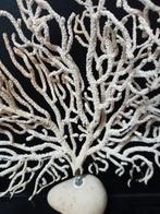 Pink Sea Fan - Corail - Eunicella verucosa (Sans prix de