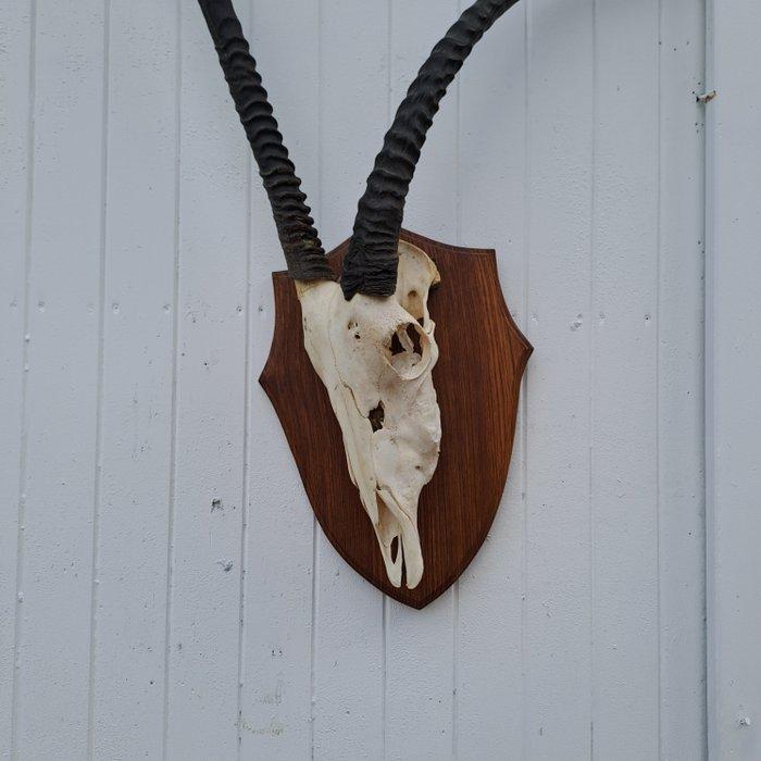 Oryx Support mural pour taxidermie - Oryx gazella - très, Verzamelen, Dierenverzamelingen